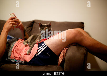 Il gatto domestico in casa, il proprietario del giro Foto Stock