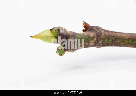 Knospe,Bud,Trieb,Triebspitze,Shoot,Giovani germogli,Bluete,Blossom,Bloom,Figus carica Foto Stock