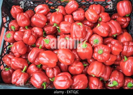 I freschissimi e calde di peperoncino peperoni rossi Foto Stock