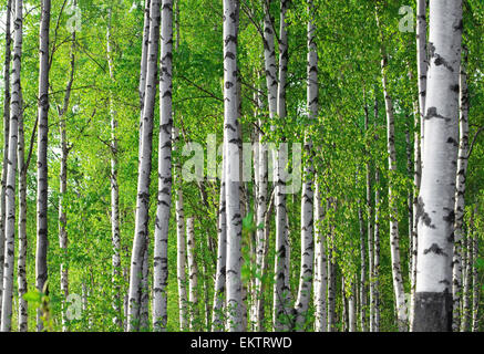 La molla verde foresta di betulla Foto Stock