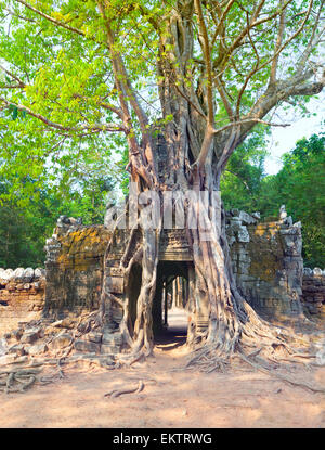 Albero tropicale su Ta Som, Angkor Wat in Siem Reap,Cambogia Foto Stock