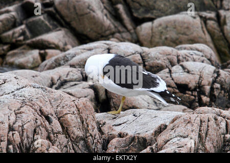 Nidificazione di kelp gabbiani (Larus dominicanus) fotografato a Neko Harbour, Antartide Foto Stock