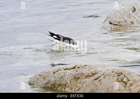 Kelp gabbiani (Larus dominicanus) fotografato a Neko Harbour, Antartide Foto Stock