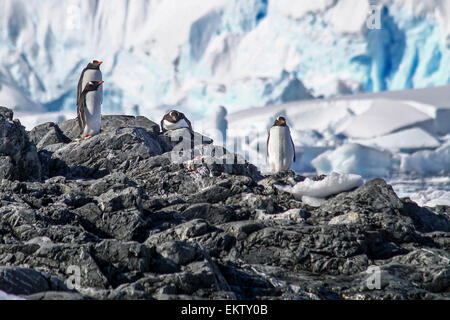 Wilhelmina Bay è una baia 24 chilometri (15 mi) ampia tra la penisola di Reclus e Capo Anna lungo la costa occidentale di Graham Lan Foto Stock