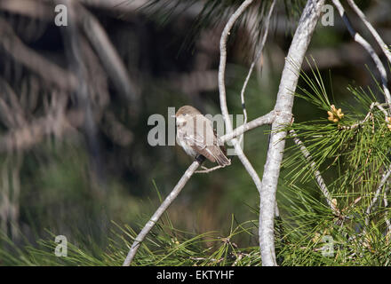 Femmina con spallamento semi flycatcher Ficedula semitorquata Cipro marzo Foto Stock