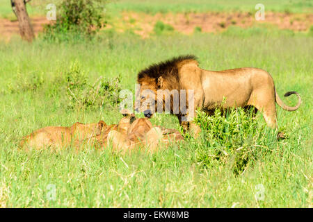 Panthera leo, Simba, un leone ruggente nel Parco Nazionale di Tarangire e, Tanzania Africa. Foto Stock