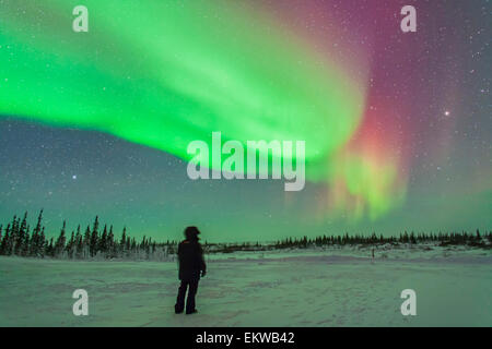 L'aurora boreale di febbraio 3-4, 2014 visto da Churchill, Manitoba, Canada. Vega è di impostazione a sinistra, Arcturus è in aumento a Foto Stock