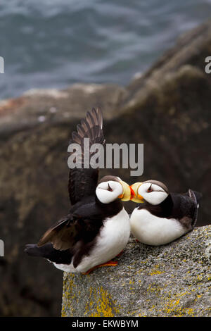 Stati Uniti d'America,Alaska,Cornuto Puffin,Bristol Bay Foto Stock