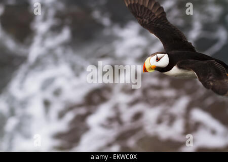 Stati Uniti d'America,Alaska,Cornuto Puffin,Bristol Bay Foto Stock