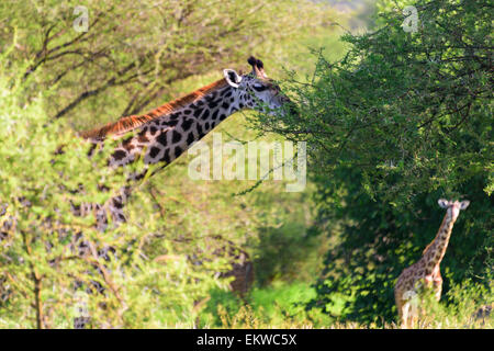 Giraffa camelopardalis una giraffa mangiare acacia nel Parco Nazionale di Tarangire e, Manyara Regione, Tanzania, Africa. Foto Stock