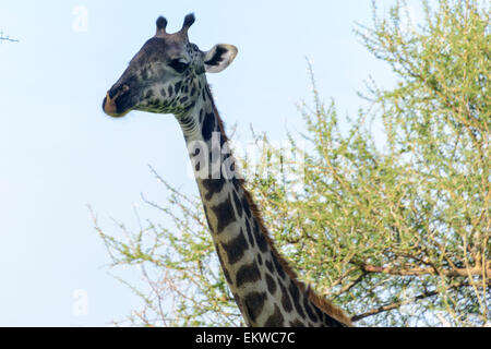 Giraffa camelopardalis ritratto di una giraffa nel Parco Nazionale di Tarangire e, Manyara Regione, Tanzania, Africa. Foto Stock