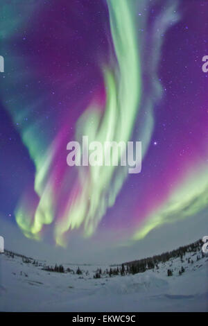 Febbraio 16, 2015 - Le luci del nord in Churchill, Manitoba, Canada, a 58 gradi di latitudine e sotto il auroral ovale. Jupi Foto Stock