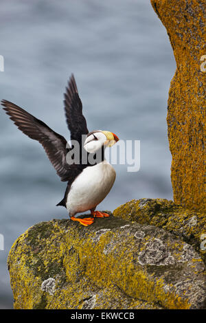 Stati Uniti d'America,Alaska,Cornuto Puffin,Bristol Bay Foto Stock