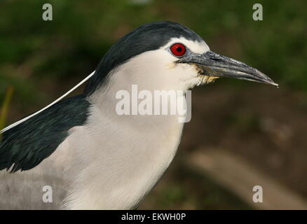 Nitticora (Nycticorax nycticorax) close-up di testa e la parte superiore del corpo Foto Stock