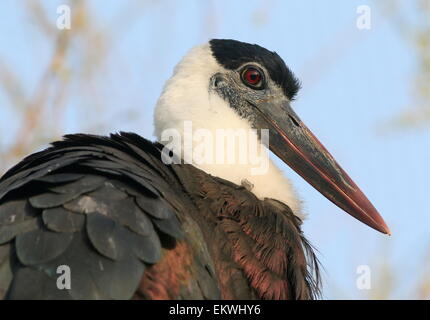 Lanosi colli o Cicogna Cicogna Vescovo (Ciconia episcopus) Foto Stock