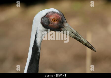 Asian bianco-naped gru (grus vipio), close-up della testa Foto Stock