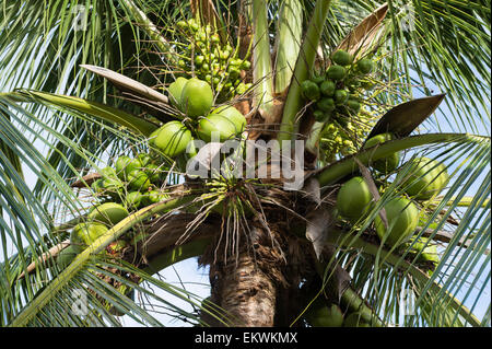 Tropical sole che splende sul verde e fresco coconut Palm tree close-up del mazzetto di crescente immaturo cocos brasiliano Foto Stock