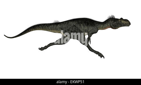Dinosauro Megalosaurus in esecuzione sullo sfondo bianco. Foto Stock