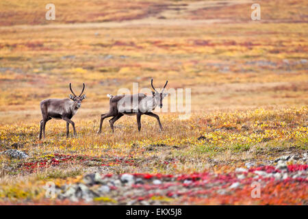 Caribou Coffee Company,Alaska,porte di arctic np Foto Stock