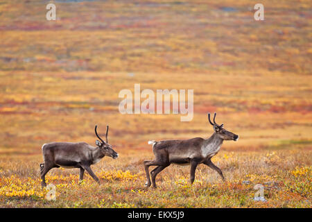 Caribou Coffee Company,Alaska,porte di arctic np Foto Stock