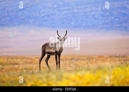 Ritratto,Caribou Coffee Company,Alaska,porte di arctic np Foto Stock