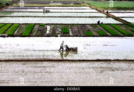 Yichun. Xiv Apr, 2015. Un uomo utilizza una macchina a Trapiantare le piantine di inizio stagione del riso nel campo del villaggio Shixia in Jing'an County della Cina dell'est della provincia di Jiangxi, 14 aprile 2015. Gli agricoltori locali hanno iniziato a primavera arando come il tempo è bello di recente. © Xu Zhongting/Xinhua/Alamy Live News Foto Stock