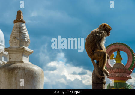 Monkey Temple a Kathmandu, Nepal. macaco rhesus monkey seduto su stupa, a Swayambhunath. Foto Stock