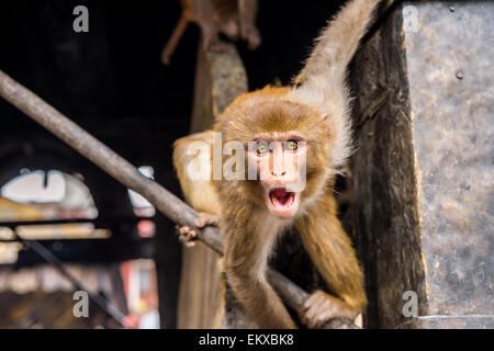 Scary macaco rhesus scimmia a swayambhunath monkey temple a Kathmandu in Nepal Foto Stock