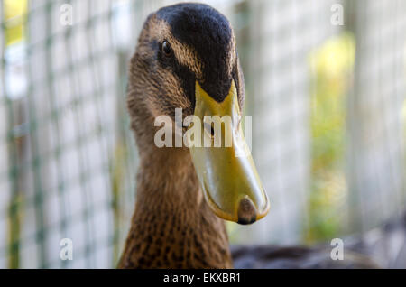 Una femmina di Mallard duck in un display di bestiame al Blue Hill Fair, Maine. Foto Stock