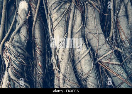 Radici dell'albero Foto Stock