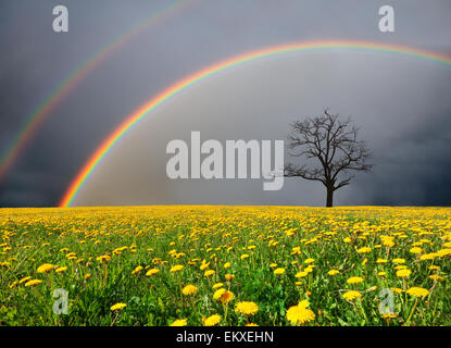 Campo di tarassaco e albero morto sotto il cielo nuvoloso con rainbow Foto Stock