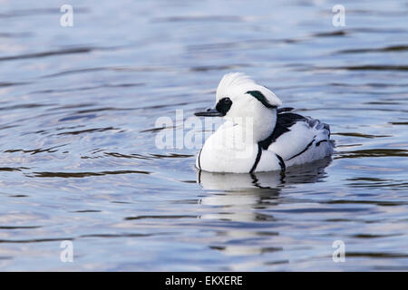 Smew (Mergus albellus) maschio adulto nuotare in acqua con la riflessione Foto Stock