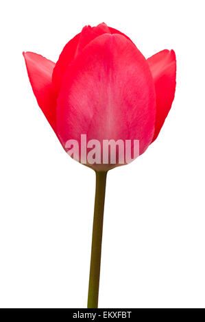 Un solitario Red Tulip Tagliare Foto Stock