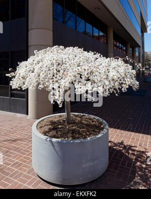 Ciliegio piangente in piena fioritura contenuta in una piantatrice, al di fuori di un ambiente urbano ufficio edificio - USA Foto Stock