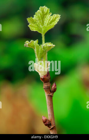 Knospe,Bud,Trieb,Triebspitze,Shoot,Giovani germogli,Bluete,Blossom,Bloom,Ribes nigrum,Schwarze Johannisbeere,ribes nero Foto Stock