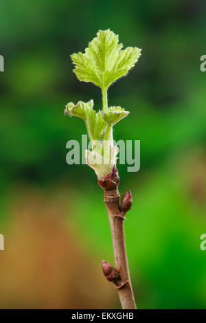 Knospe,Bud,Trieb,Triebspitze,Shoot,Giovani germogli,Bluete,Blossom,Bloom,Ribes nigrum,Schwarze Johannisbeere,ribes nero Foto Stock