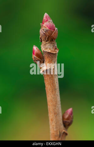 Knospe,Bud,Trieb,Triebspitze,Shoot,Giovani germogli,Bluete,Blossom,Bloom,Ribes nigrum,Schwarze Johannisbeere,ribes nero Foto Stock