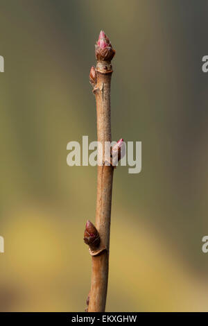 Knospe,Bud,Trieb,Triebspitze,Shoot,Giovani germogli,Bluete,Blossom,Bloom,Ribes nigrum,Schwarze Johannisbeere,ribes nero Foto Stock