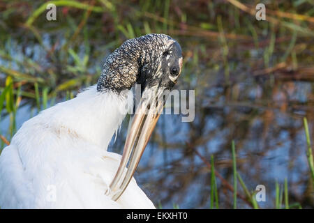 Cicogna in legno (Mycteria americana) singolo adulto preening, Florida, Stati Uniti d'America Foto Stock