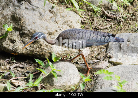 Sunbittern (Eurypyga helias) singolo adulto Alimentazione lungo fiume di montagna, Costa Rica, America centrale Foto Stock