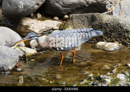 Sunbittern (Eurypyga helias) singolo adulto Alimentazione lungo fiume di montagna, Costa Rica, America centrale Foto Stock