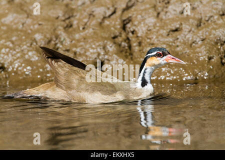 Sungrebe (Heliornis fulica) piscina per adulti sul fiume di montagna, Costa Rica, America centrale Foto Stock