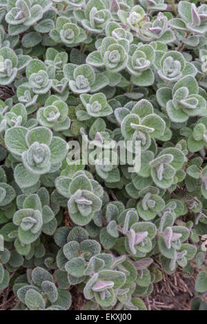 Cretan Dittany: Origanum dictamnus calcaratum x. Foto Stock