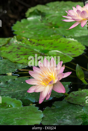 Giglio di acqua: Nymphaea 'manassas' Foto Stock