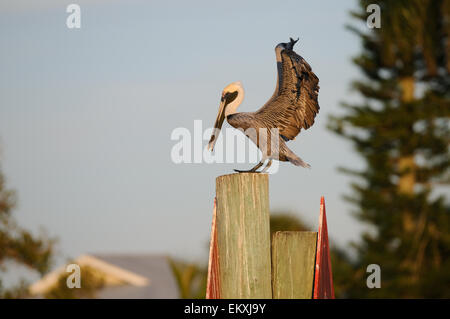 Brown Pelican appoggiata al Golfo del Messico presso la costa orientale della Florida vicino a Fort De Soto, San Pietroburgo, STATI UNITI D'AMERICA Foto Stock