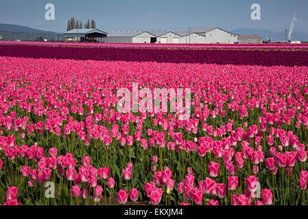 WA10241-00...WASHINGTON - commerciale in campo di tulipani cresciuti della lampadina RoozenGaarde fattoria per la Skagit Valley. Foto Stock