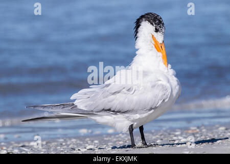 Royal tern (Thalasseus maximus) adulti in estate piumaggio, permanente sulla spiaggia, Florida, Stati Uniti d'America Foto Stock