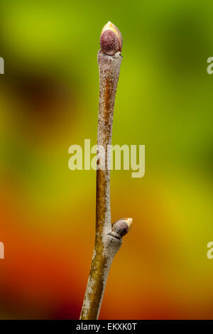 Knospe,Bud,Trieb,Triebspitze,Shoot,Giovani germogli,Bluete,Blossom,Bloom,Tilia tomentosa,Silber-Linde,argento calce,argento Linden Foto Stock