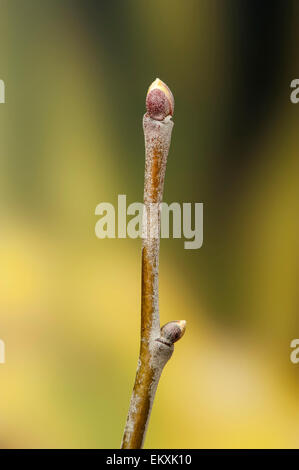 Knospe,Bud,Trieb,Triebspitze,Shoot,Giovani germogli,Bluete,Blossom,Bloom,Tilia tomentosa,Silber-Linde,argento calce,argento Linden Foto Stock