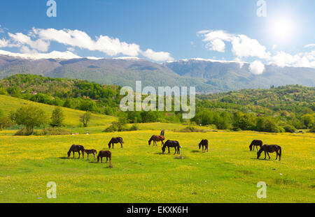 Cavalli sul prato verde Foto Stock